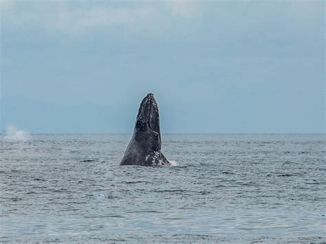 WHALE WATCHING PANAMA (2026) All You Need to Know BEFORE You Go (with ...