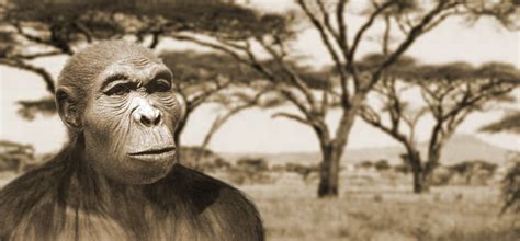 Australopithecus Habilis 的图像结果