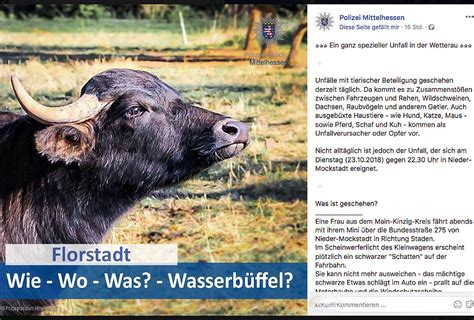 Ungewöhnlicher Wildunfall: Zusammenstoß mit Wasserbüffel | agrarheute.com