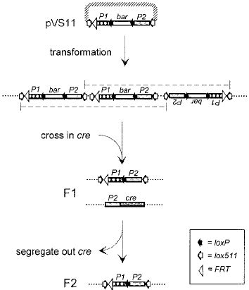 Image result for Complex Pattern Integration