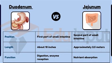 Image result for Duodenum vs Jejunum