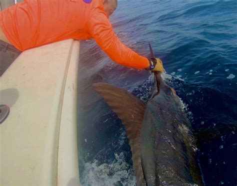 FISHTFC (2026) All You Need to Know BEFORE You Go (with Photos ...