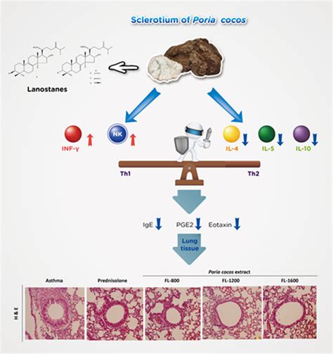 Poria cocos Modulates Th1/Th2 Response and Attenuates Airway ...