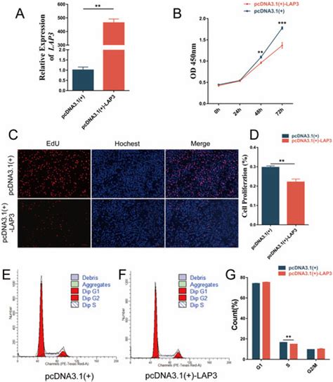 New Insight into the Role of the Leucine Aminopeptidase 3 (LAP3) in ...