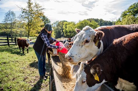 TRACTOR SUPPLY CO. - 149 S Virginia Ave, Tifton GA - Hours, Directions, Reviews - Loc8NearMe