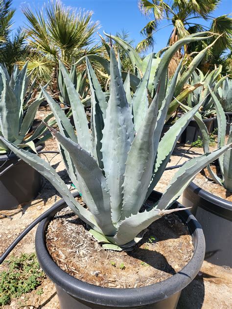 Agave Americana