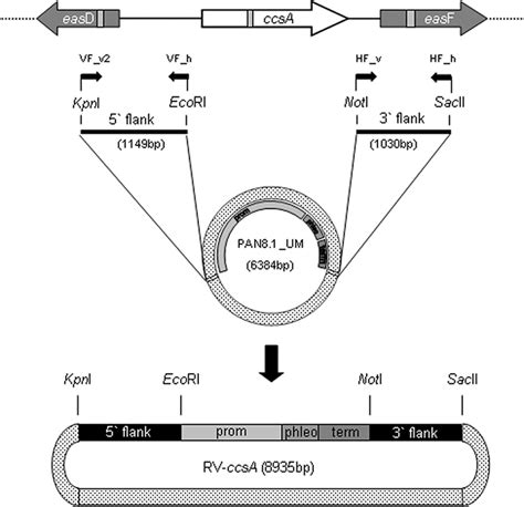 Image result for Replacement Vector Vector Structure