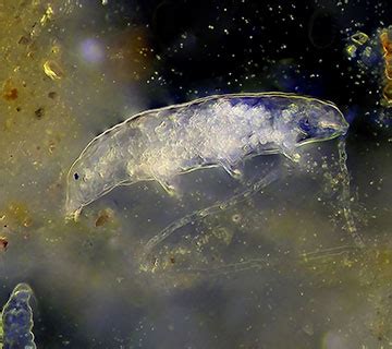 Image result for Alien Organisms