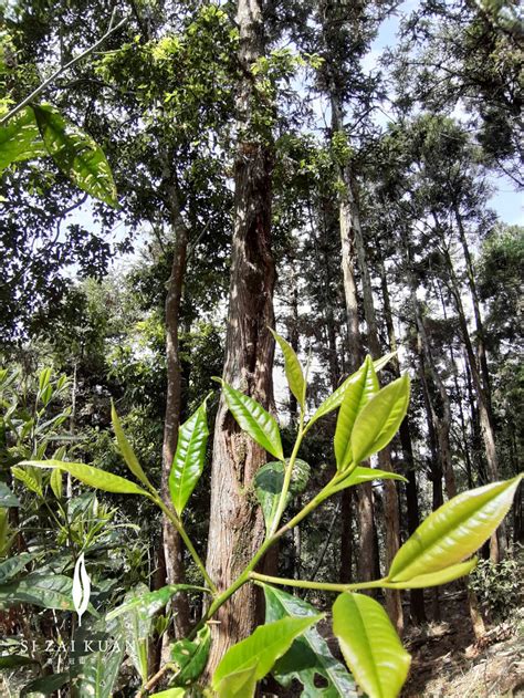 SI ZAI KUAN Mountain Tea House