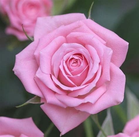 Image result for Flower Digram Using Turtle Python