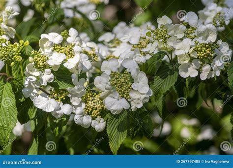 Viburnum Plicatum Flowering Spring White Flowers, Beautiful Ornamental ...