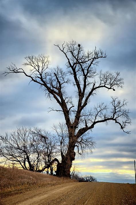 Image result for What Is a Sentinel Tree