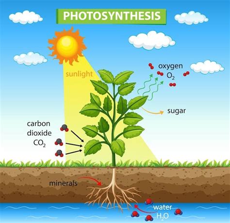 illustration of photosynthesis