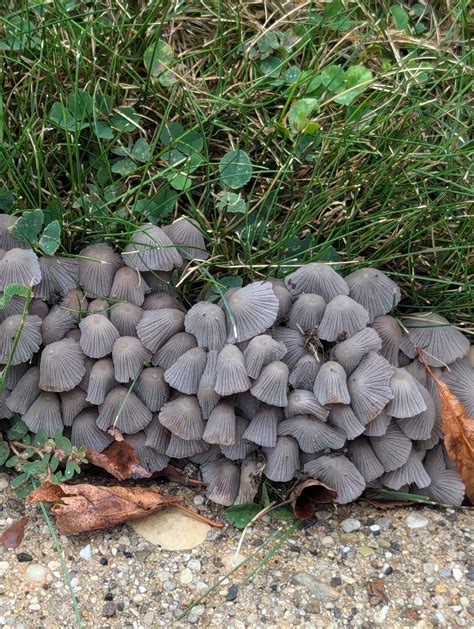 Show and Tell | Alveus Sanctuary