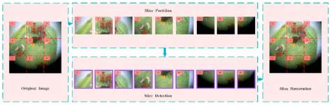 Agronomy | Special Issue : Innovation of Intelligent Detection and ...