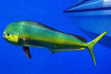 Ranking the 10 Fastest Sea Animals in the Ocean