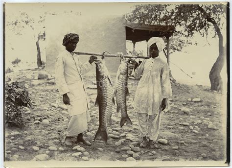 Indian Men with Two Huge Fish - c1900's - Old Indian Photos