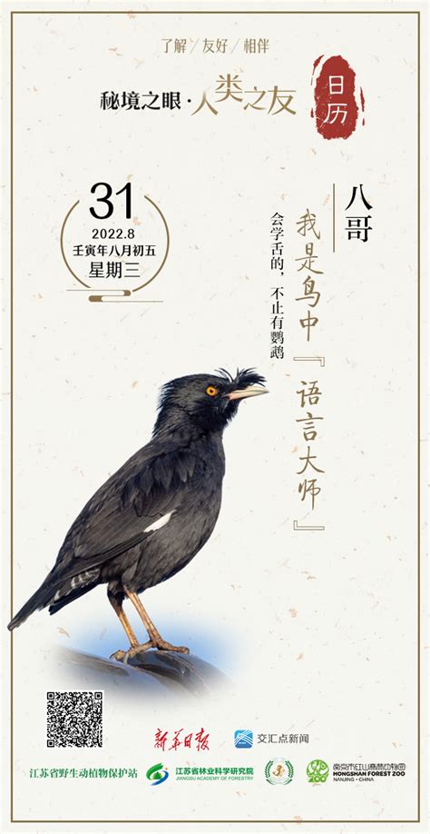 秘境之眼·人类之友 日历 | 八哥：我是鸟中“语言大师”_新华报业网