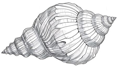 Image result for Shell Drawing Sheet