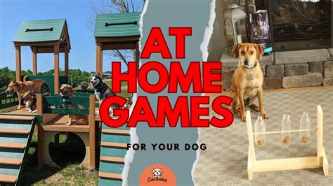 Image result for Interactive Games for Dogs