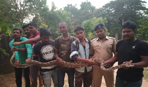 Image result for Python Rescue Videos