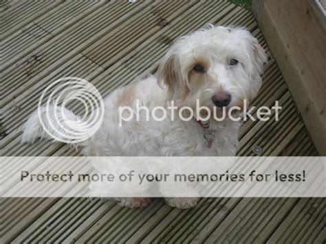 Image result for Flat Coat Cockapoo