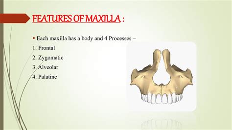 SURGICAL AND APPLIED ANATOMY OF MAXILLA. | PPTX