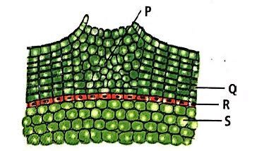 In the given transverse section of stem showing periderm, identify the ...