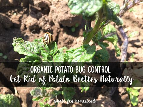 Organic Potato Bug Control: How to Get Rid of Potato Beetles Naturally - Whole-Fed Homestead
