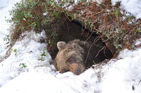 Brown Bear Hibernating