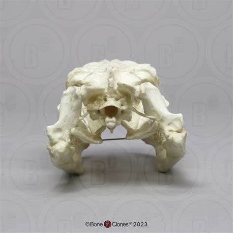 Image result for Python Skull