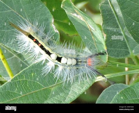 White-marked Tussock Moth (Orgyia leucostigma) Insecta Stock Photo - Alamy