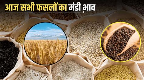 Rajasthan Mandi bhav Today : जारी हुए सरसों, लहसुन, प्याज, मूंगफली समेत ...