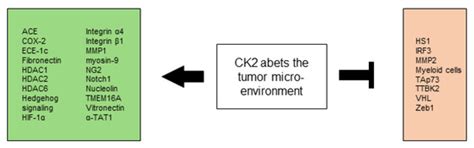 CK2 and the Hallmarks of Cancer