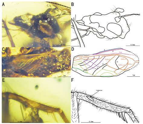 New Genera and Species of Trigonidiidae (Orthoptera: Grylloidea) from ...