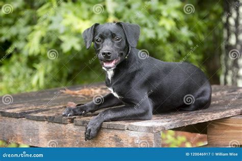 Lab Dachshund Mix