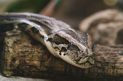Image result for Indian Python Snake