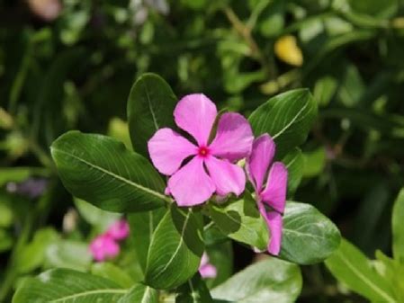 गर्मियों में आता है नाक से खून, तो इस पौधे का ऐसे करें इस्तेमाल, इन 4 ...