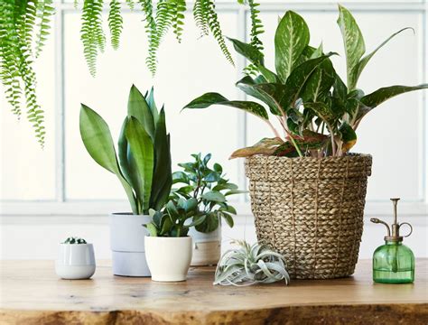 Image result for Types of Plant Containers