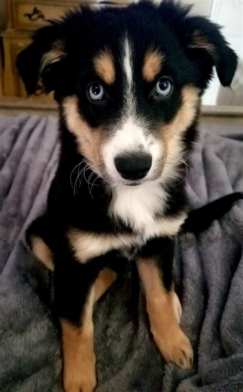 Malamute German Shepherd Cross