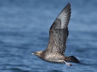 Parasitic Jaeger (Arctic Skua) - eBird