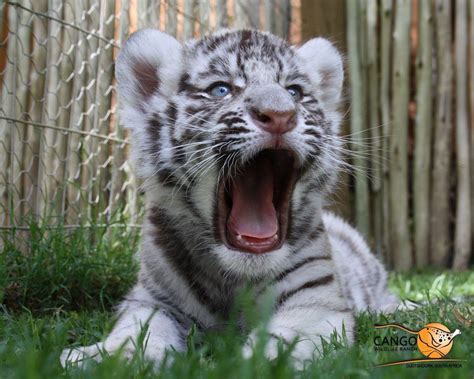 Cute Baby White Tigers Wallpapers - Top Free Cute Baby White Tigers ...