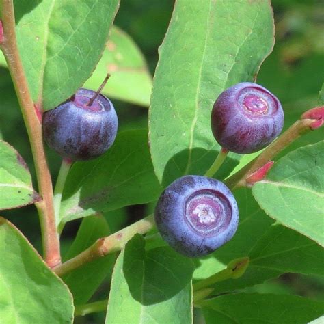 Amazon.com : Big Huckleberry Seeds for Planting (30 Seeds) - Vaccinium ...