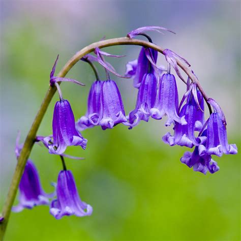 How to Sow English Bluebell Seeds - Welldales