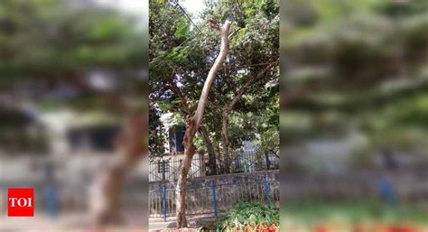 Illegal and Unauthorized Cutting of Trees - Times of India