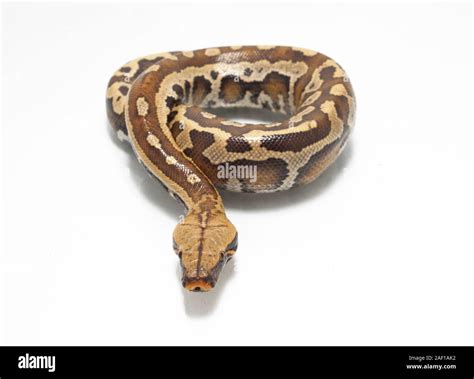 Image result for Red Tail Python Facts