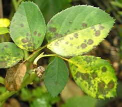 TNAU Agritech Portal :: Crop Protection