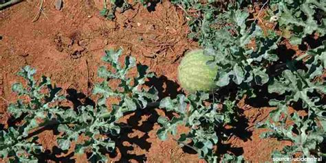 Health Benefits Indrayan Fruit | निमोनिया, अर्थराइटिस जैसी इन 6 ...