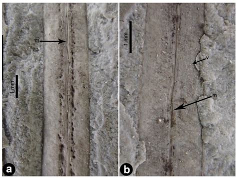 A New Gnetalean Macrofossil from the Mid-Jurassic Daohugou Formation