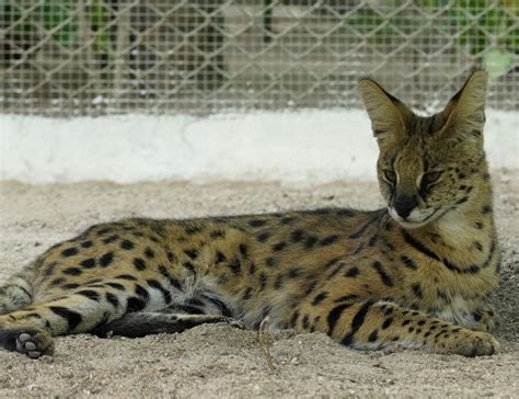 African Serval Cats Introduced at Nehru Zoo – Hyderabad Mail